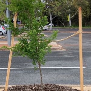 Ulmus parvifolia at Macquarie, ACT - 4 Oct 2023