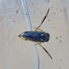 Notonectidae (family) (Backswimmer) at Yass River, NSW - 8 Oct 2023 by SenexRugosus