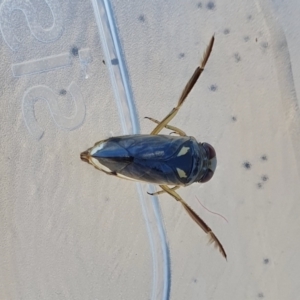 Notonectidae (family) at Yass River, NSW - 8 Oct 2023