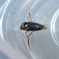 Notonectidae (family) at Yass River, NSW - 8 Oct 2023