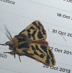 Ardices curvata (Crimson Tiger Moth) at Umbagong District Park - 8 Oct 2023 by LD12