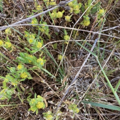 Triptilodiscus pygmaeus (Annual Daisy) at Macgregor, ACT - 5 Oct 2023 by Rosie