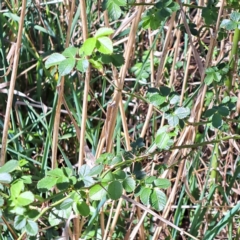 Rosa sp. (A Wild Rose) at Watson Woodlands - 8 Oct 2023 by abread111