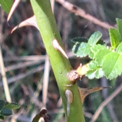 Rosa sp. at Watson, ACT - 8 Oct 2023 03:30 PM