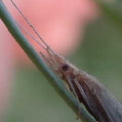 Trichoptera (order) at Murrumbateman, NSW - 8 Oct 2023 05:16 PM