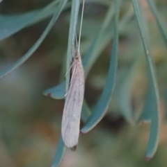 Trichoptera (order) at Murrumbateman, NSW - 8 Oct 2023 05:16 PM