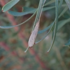 Trichoptera (order) at Murrumbateman, NSW - 8 Oct 2023 05:16 PM