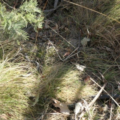 Unidentified Snake at Rendezvous Creek, ACT - 30 Sep 2023 by jmcleod