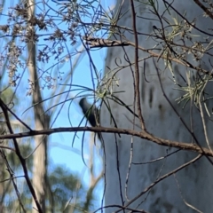 Cormobates leucophaea at O'Connor, ACT - 8 Oct 2023