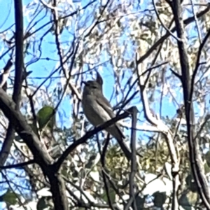 Pachycephala pectoralis at O'Connor, ACT - 8 Oct 2023