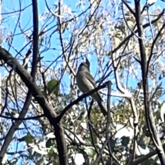 Pachycephala pectoralis at O'Connor, ACT - 8 Oct 2023