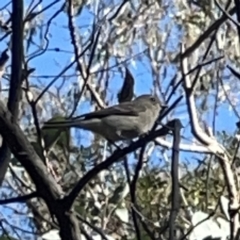 Pachycephala pectoralis at O'Connor, ACT - 8 Oct 2023