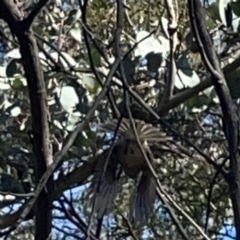 Pachycephala pectoralis at O'Connor, ACT - 8 Oct 2023