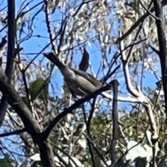 Pachycephala pectoralis at O'Connor, ACT - 8 Oct 2023