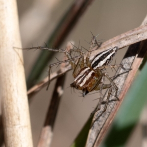 Oxyopes sp. (genus) at Higgins, ACT - 7 Oct 2023