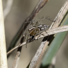 Oxyopes sp. (genus) at Higgins, ACT - 7 Oct 2023 03:37 PM