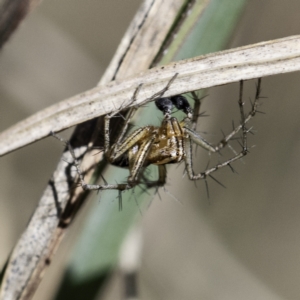 Oxyopes sp. (genus) at Higgins, ACT - 7 Oct 2023