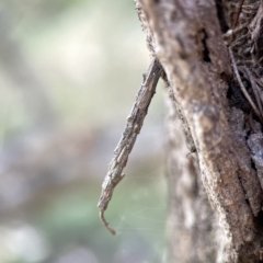 Lepidoscia arctiella (Tower Case Moth) at O'Connor, ACT - 8 Oct 2023 by Hejor1