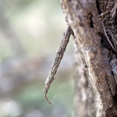 Lepidoscia arctiella (Tower Case Moth) at O'Connor, ACT - 8 Oct 2023 by Hejor1