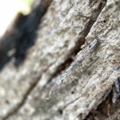 Lepidoscia arctiella at O'Connor, ACT - 8 Oct 2023