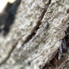 Lepidoscia arctiella at O'Connor, ACT - 8 Oct 2023