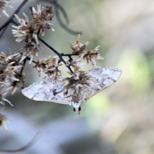 Nacoleia rhoeoalis at O'Connor, ACT - 8 Oct 2023