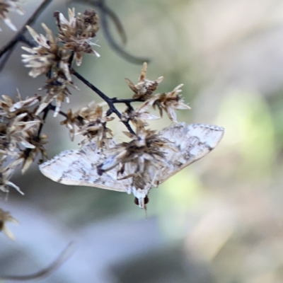 Nacoleia rhoeoalis (Spilomelinae) at O'Connor, ACT - 8 Oct 2023 by Hejor1