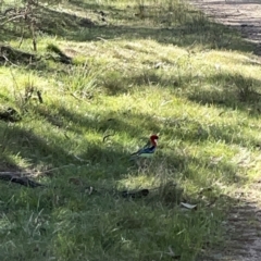 Platycercus eximius at O'Connor, ACT - 8 Oct 2023