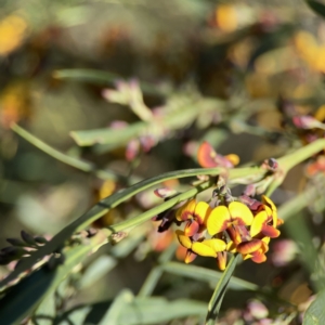 Daviesia mimosoides subsp. mimosoides at O'Connor, ACT - 8 Oct 2023