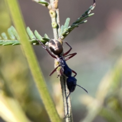 Camponotus suffusus (Golden-tailed sugar ant) at O'Connor, ACT - 8 Oct 2023 by Hejor1