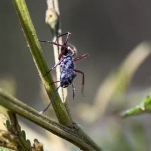 Camponotus suffusus at O'Connor, ACT - 8 Oct 2023