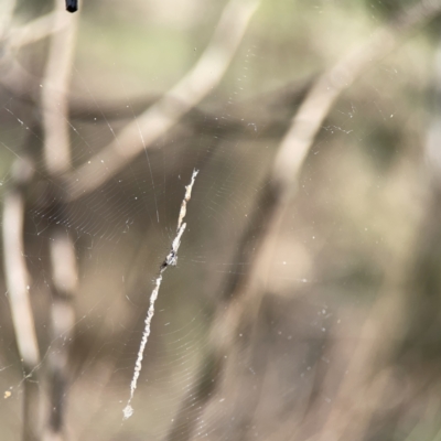 Unidentified Orb-weaving spider (several families) at O'Connor, ACT - 8 Oct 2023 by Hejor1