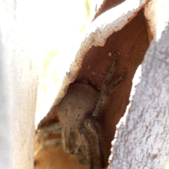 Sparassidae (family) (A Huntsman Spider) at O'Connor, ACT - 8 Oct 2023 by Hejor1