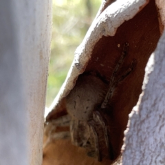 Sparassidae (family) at O'Connor, ACT - 8 Oct 2023