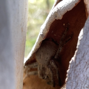 Sparassidae (family) at O'Connor, ACT - 8 Oct 2023