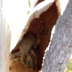 Sparassidae (family) at O'Connor, ACT - 8 Oct 2023