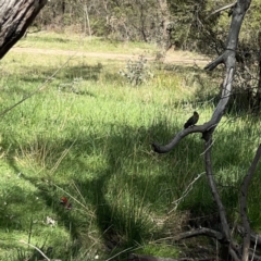 Platycercus elegans at O'Connor, ACT - 8 Oct 2023 03:01 PM