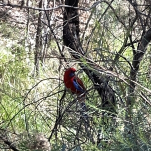 Platycercus elegans at O'Connor, ACT - 8 Oct 2023 03:01 PM