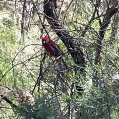 Platycercus elegans at O'Connor, ACT - 8 Oct 2023 03:01 PM