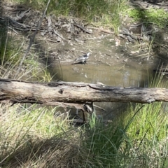 Grallina cyanoleuca at O'Connor, ACT - 8 Oct 2023 03:00 PM