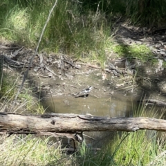 Grallina cyanoleuca at O'Connor, ACT - 8 Oct 2023 03:00 PM