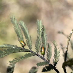 Calomela parilis (Leaf beetle) at O'Connor, ACT - 8 Oct 2023 by Hejor1