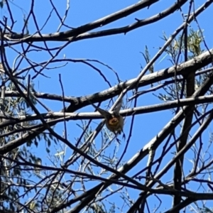 Pardalotus punctatus at O'Connor, ACT - 8 Oct 2023