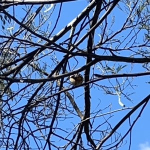 Pardalotus punctatus at O'Connor, ACT - 8 Oct 2023