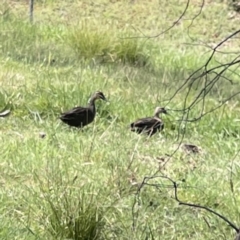 Anas superciliosa (Pacific Black Duck) at O'Connor, ACT - 8 Oct 2023 by Hejor1