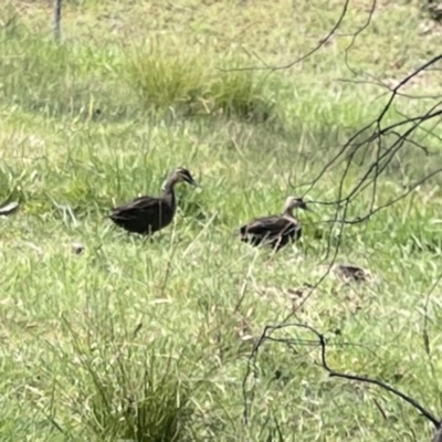 Anas superciliosa (Pacific Black Duck) at O'Connor, ACT - 8 Oct 2023 by Hejor1