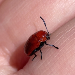 Aporocera (Aporocera) haematodes at O'Connor, ACT - 8 Oct 2023