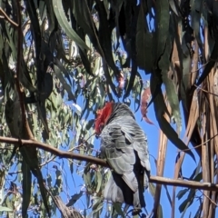 Callocephalon fimbriatum (Gang-gang Cockatoo) at Watson, ACT - 8 Oct 2023 by AniseStar