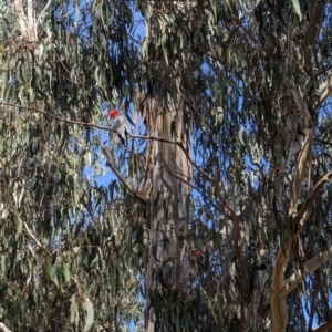 Callocephalon fimbriatum at Watson, ACT - suppressed