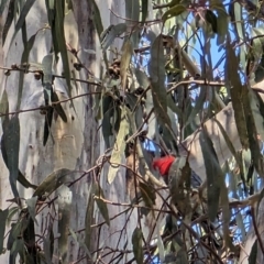 Callocephalon fimbriatum at Watson, ACT - suppressed